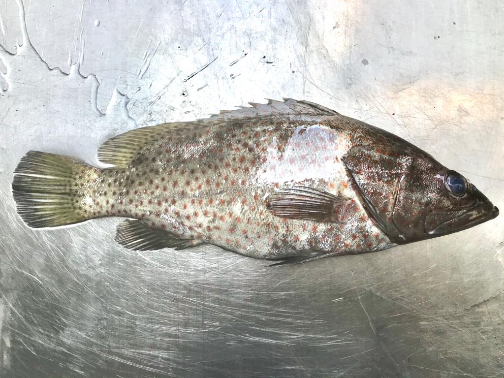 Orange-spotted grouper
